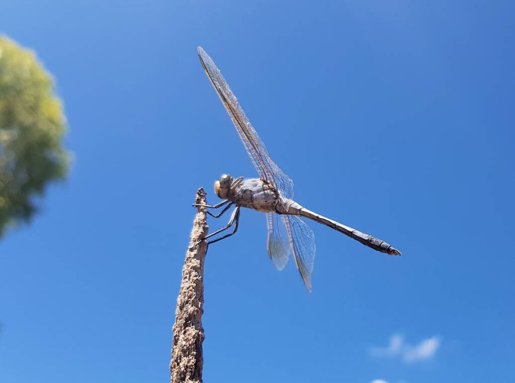 Blue Skimmer (Orthetrum caledonicum), Alice Springs, NT