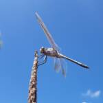 Blue Skimmer (Orthetrum caledonicum), Alice Springs, NT