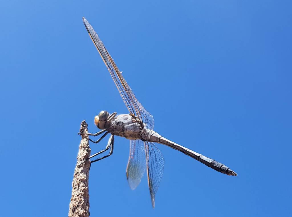 Blue Skimmer (Orthetrum caledonicum), Alice Springs, NT