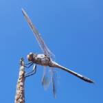 Blue Skimmer (Orthetrum caledonicum), Alice Springs, NT