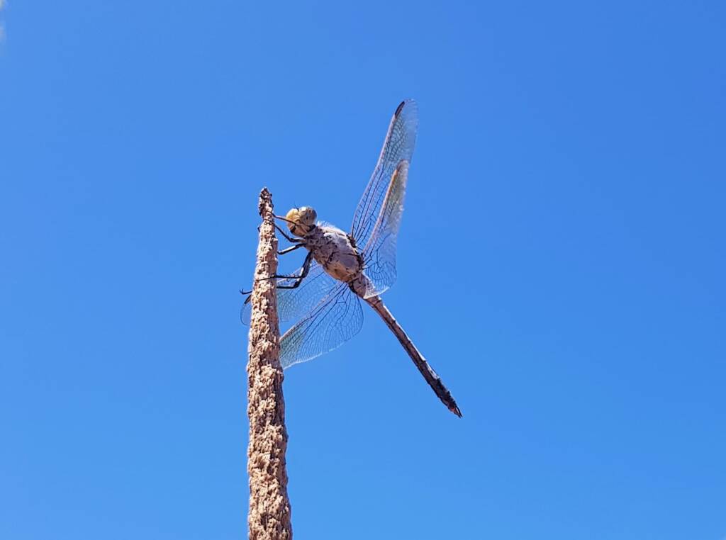 Blue Skimmer (Orthetrum caledonicum), Alice Springs, NT