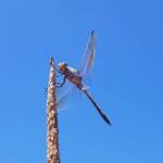 Blue Skimmer (Orthetrum caledonicum), Alice Springs, NT