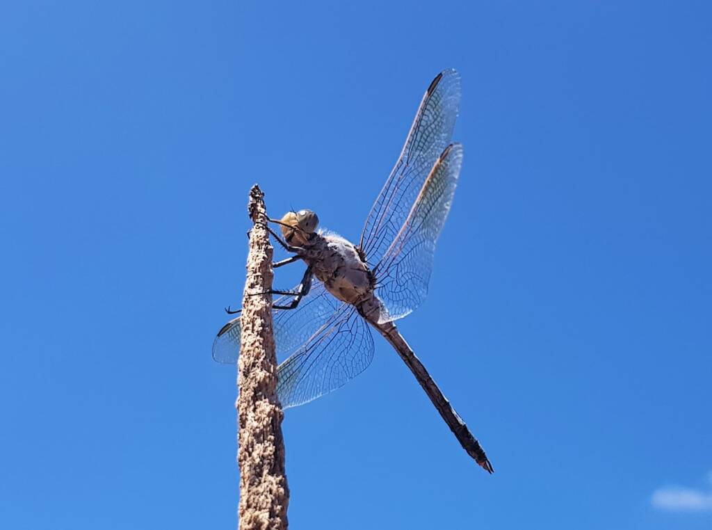 Blue Skimmer (Orthetrum caledonicum), Alice Springs, NT