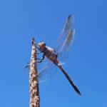 Blue Skimmer (Orthetrum caledonicum), Alice Springs, NT