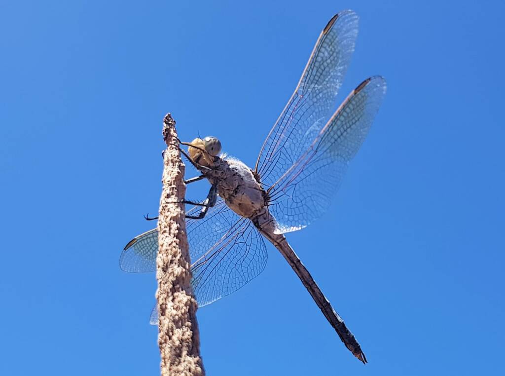 Blue Skimmer (Orthetrum caledonicum), Alice Springs, NT