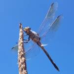 Blue Skimmer (Orthetrum caledonicum), Alice Springs, NT