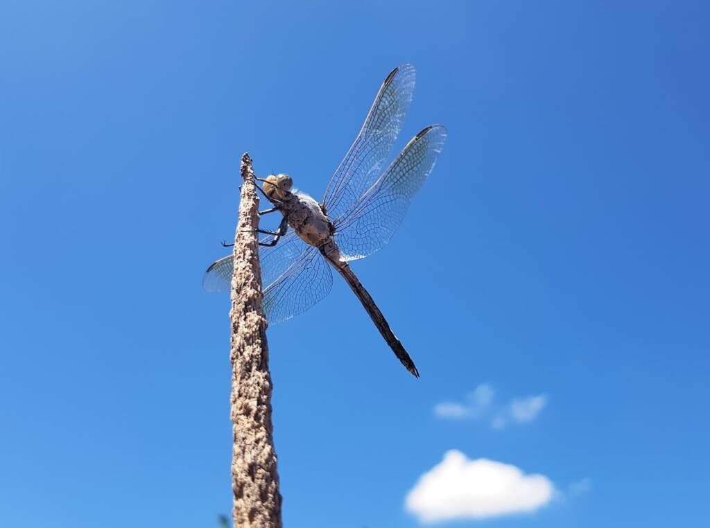 Blue Skimmer (Orthetrum caledonicum), Alice Springs, NT