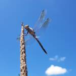 Blue Skimmer (Orthetrum caledonicum), Alice Springs, NT