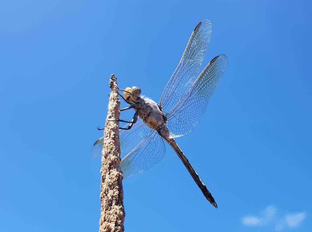 Blue Skimmer (Orthetrum caledonicum), Alice Springs, NT
