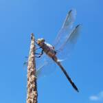Blue Skimmer (Orthetrum caledonicum), Alice Springs, NT