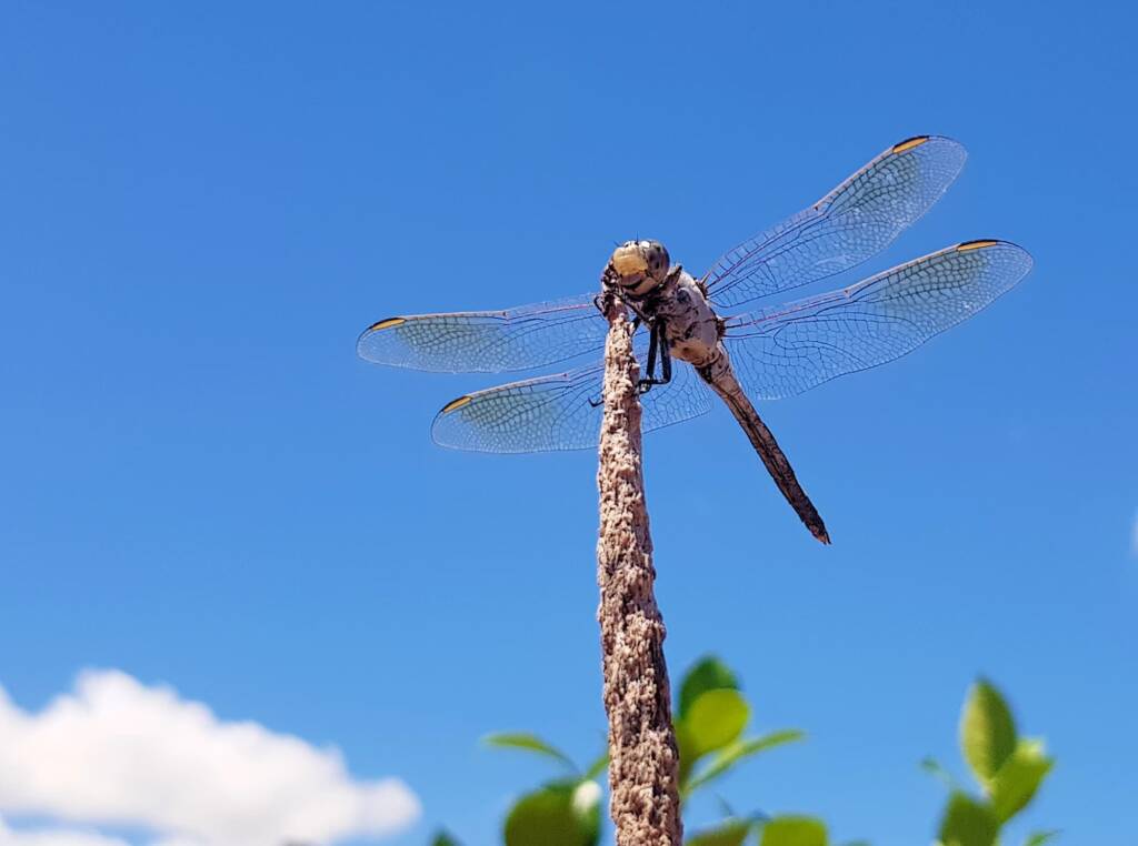 Blue Skimmer (Orthetrum caledonicum), Alice Springs, NT