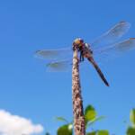 Blue Skimmer (Orthetrum caledonicum), Alice Springs, NT