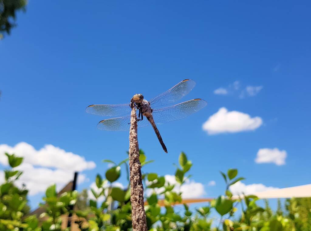 Blue Skimmer (Orthetrum caledonicum), Alice Springs, NT