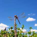 Blue Skimmer (Orthetrum caledonicum), Alice Springs, NT