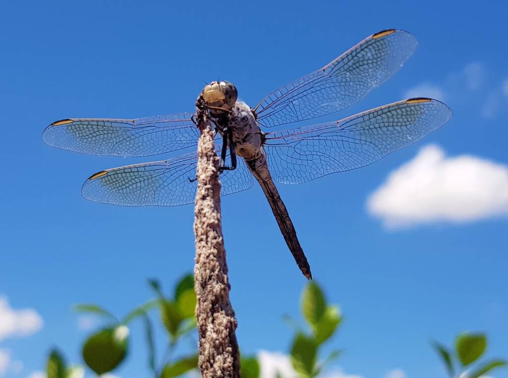 Blue Skimmer (Orthetrum caledonicum), Alice Springs, NT