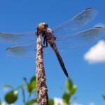 Blue Skimmer (Orthetrum caledonicum), Alice Springs, NT