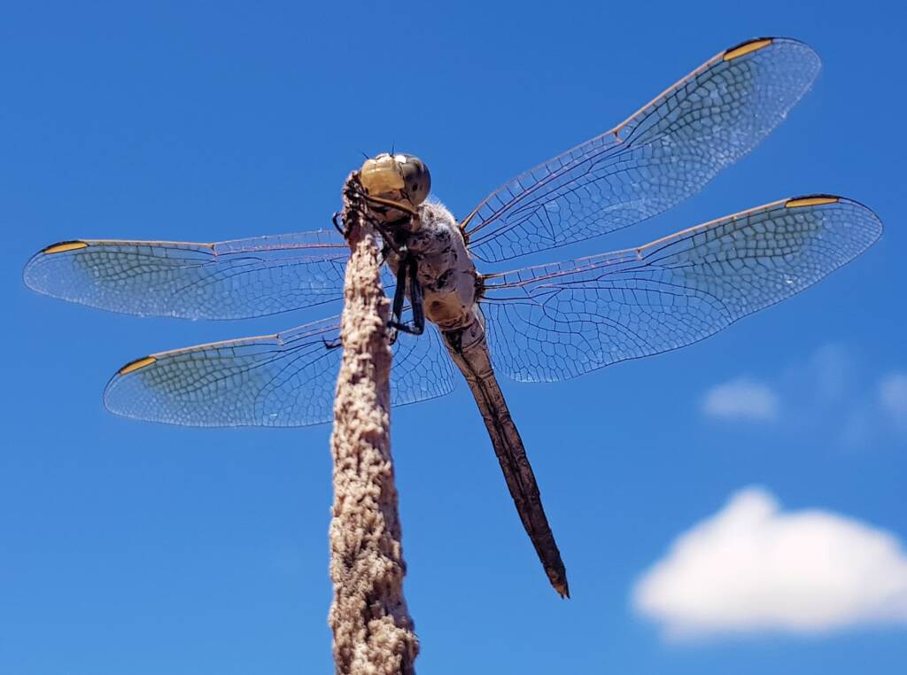 Blue Skimmer (Orthetrum caledonicum), Alice Springs, NT