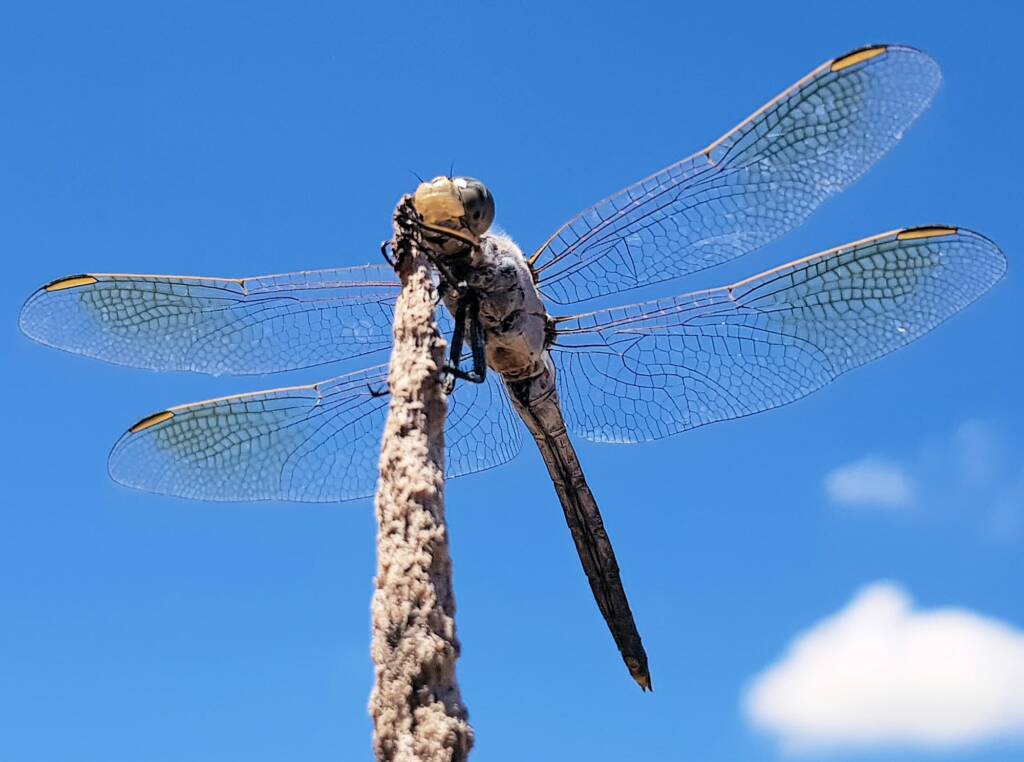 Blue Skimmer (Orthetrum caledonicum), Alice Springs, NT