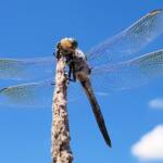 Blue Skimmer (Orthetrum caledonicum), Alice Springs, NT
