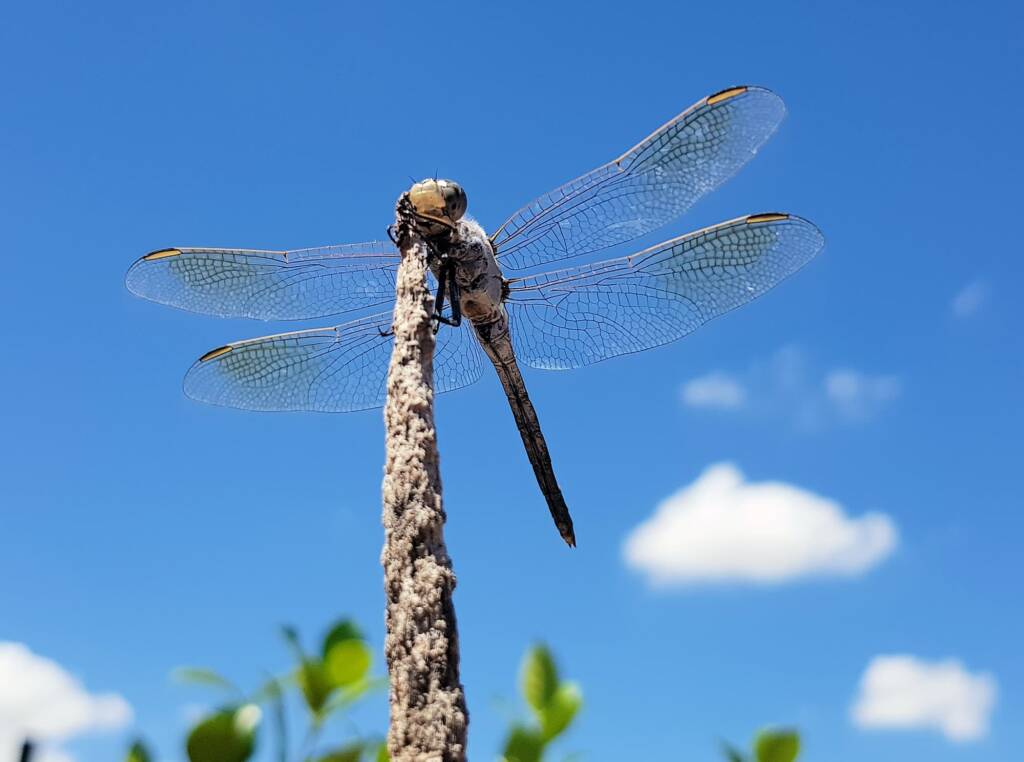 Blue Skimmer (Orthetrum caledonicum), Alice Springs, NT