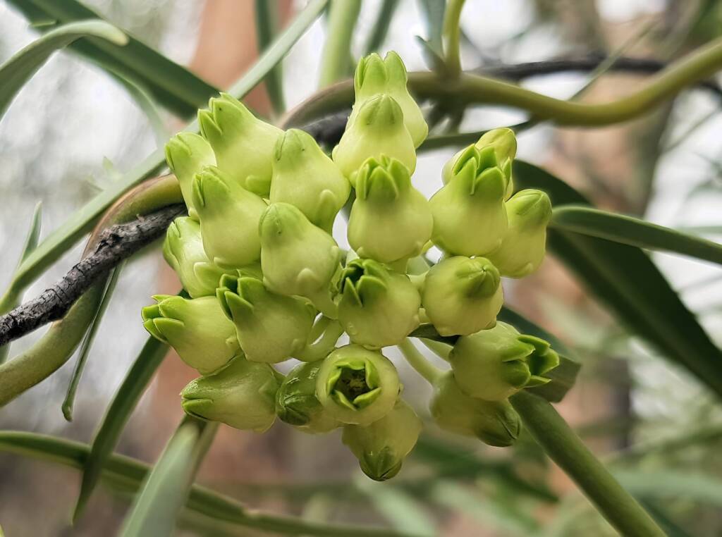 Bush Banana (Marsdenia australis), Central Australia