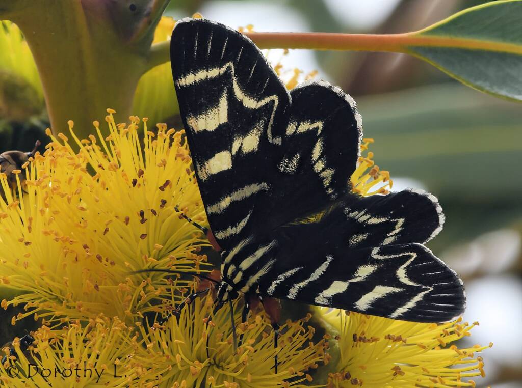 Day Flying Moth (Comocrus behri) feeding on Red-capped Gum (Eucalyptus erythrocorys)