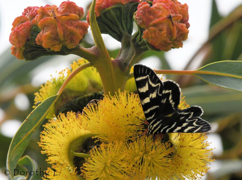Day Flying Moth (Comocrus behri) feeding on Red-capped Gum (Eucalyptus erythrocorys)