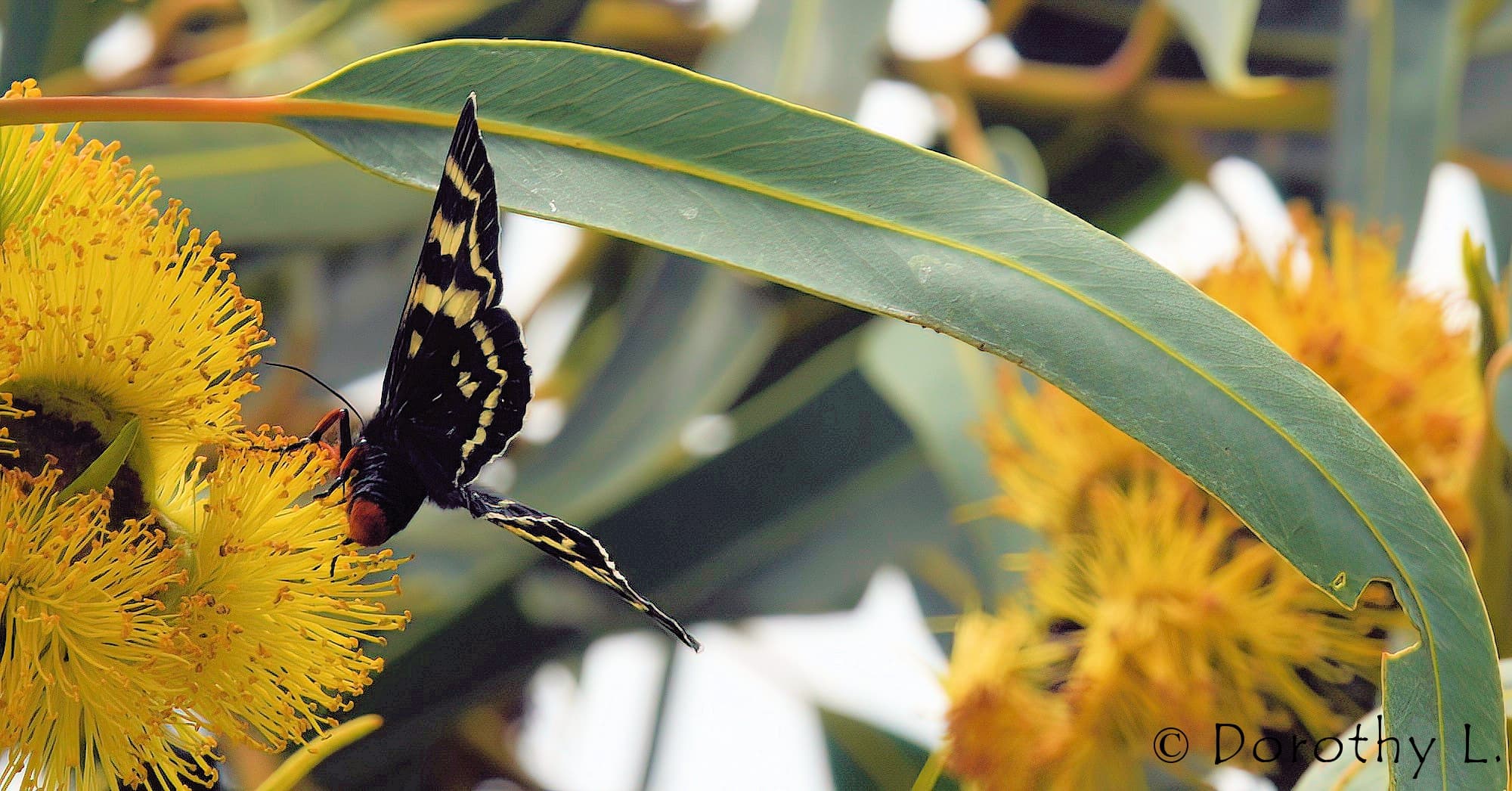 Day Flying Moth (Comocrus behri) feeding on Red-capped Gum (Eucalyptus erythrocorys)