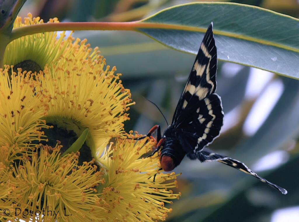 Day Flying Moth (Comocrus behri) feeding on Red-capped Gum (Eucalyptus erythrocorys)
