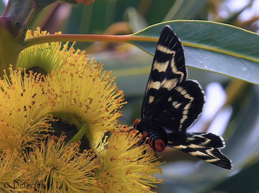 Day Flying Moth (Comocrus behri) feeding on Red-capped Gum (Eucalyptus erythrocorys)