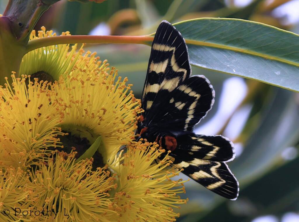 Day Flying Moth (Comocrus behri) feeding on Red-capped Gum (Eucalyptus erythrocorys)