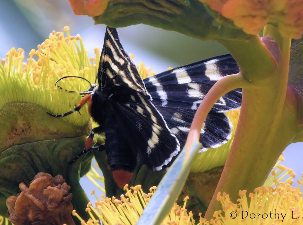 Day Flying Moth (Comocrus behri) feeding on Red-capped Gum (Eucalyptus erythrocorys)