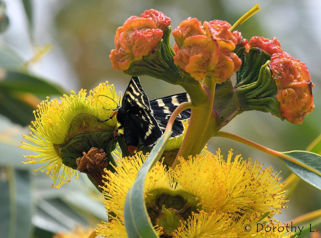 Day Flying Moth (Comocrus behri) feeding on Red-capped Gum (Eucalyptus erythrocorys)