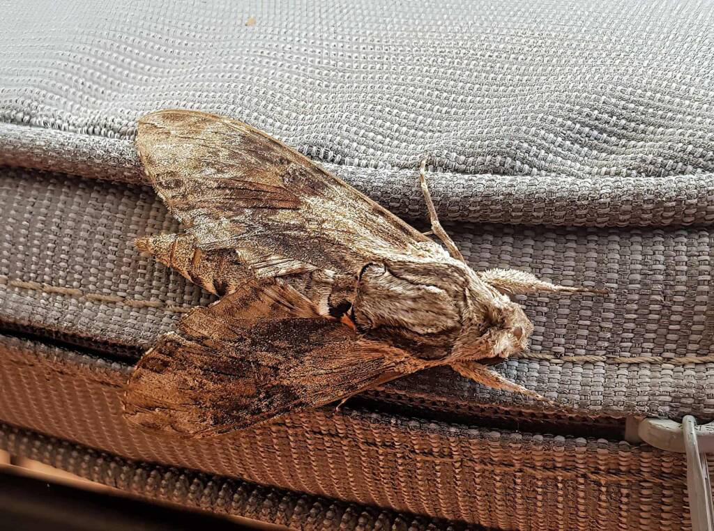 Convolvulus Hawkmoth (Agrius convolvuli), Alice Springs, NT