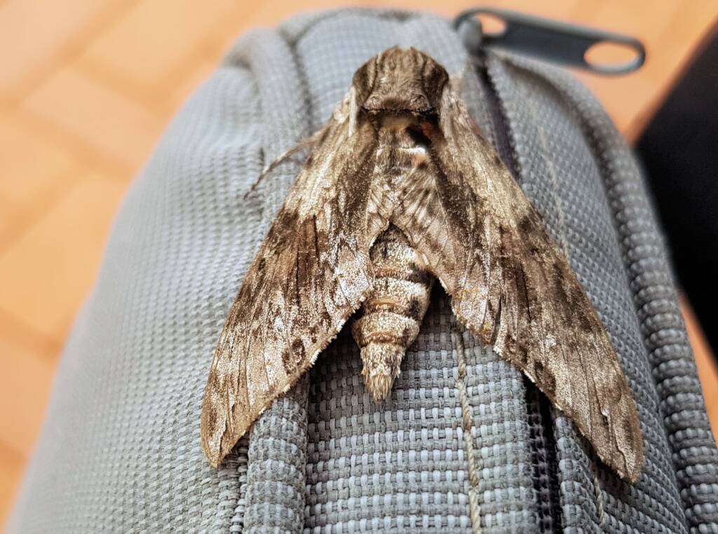 Convolvulus Hawkmoth (Agrius convolvuli), Alice Springs, NT