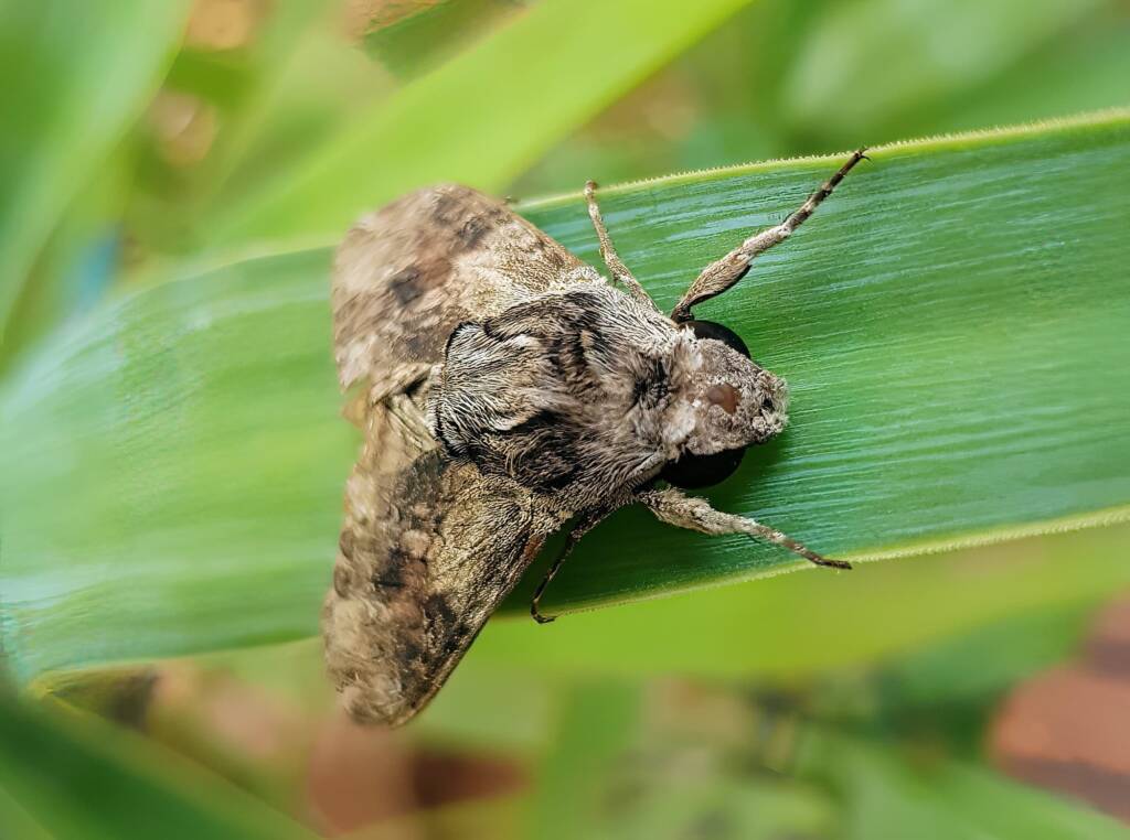Convolvulus Hawkmoth (Agrius convolvuli), Alice Springs, NT