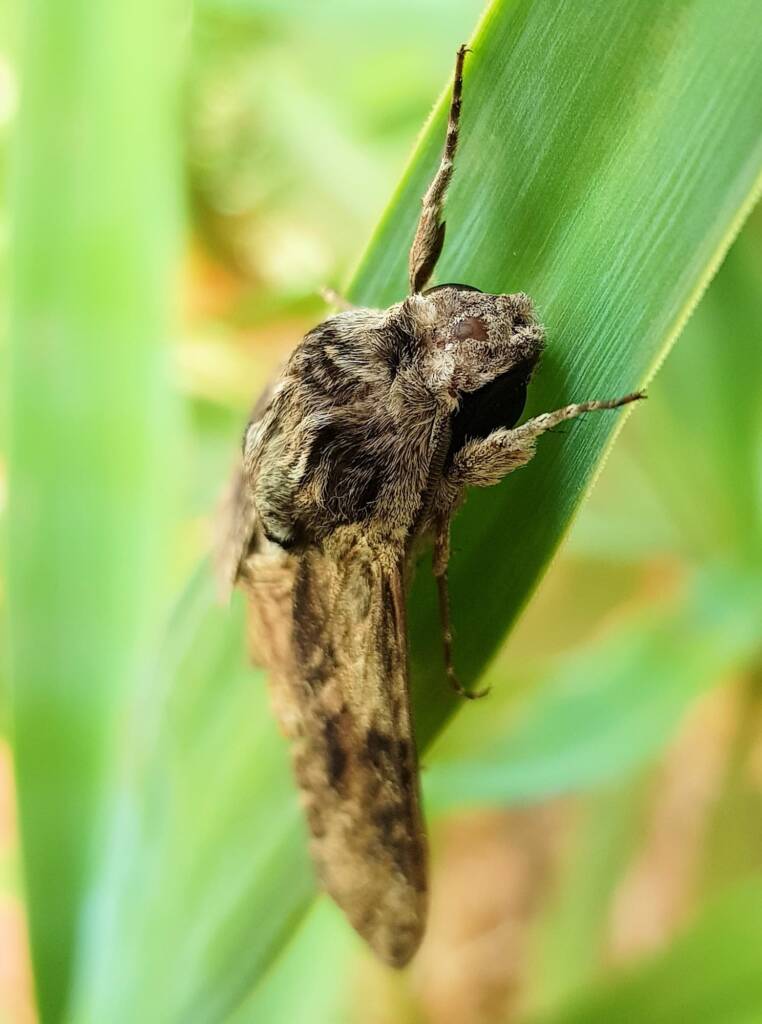 Convolvulus Hawkmoth (Agrius convolvuli), Alice Springs, NT