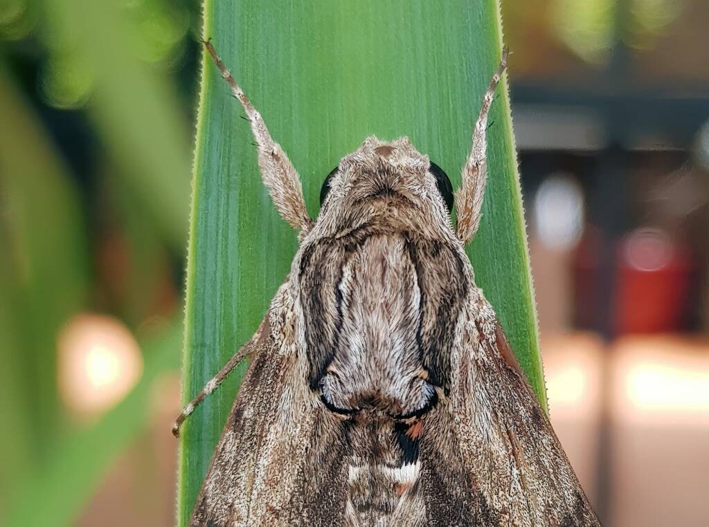 Convolvulus Hawkmoth (Agrius convolvuli), Alice Springs, NT
