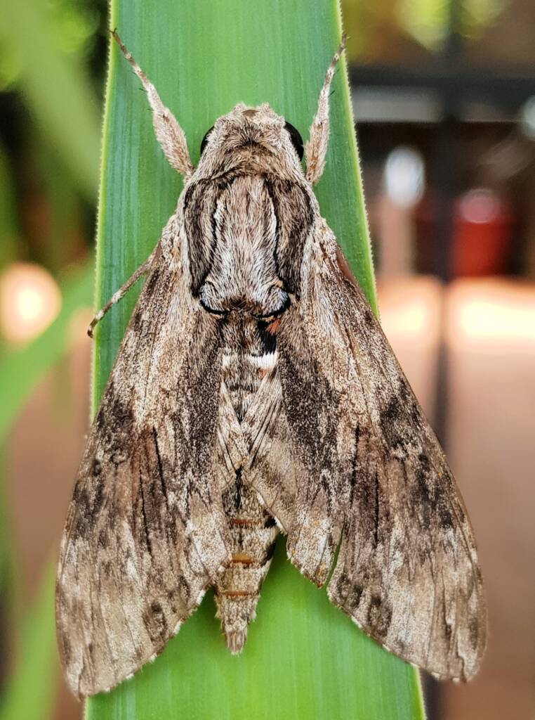 Convolvulus Hawkmoth (Agrius convolvuli), Alice Springs, NT