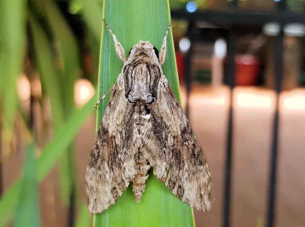 Convolvulus Hawkmoth (Agrius convolvuli), Alice Springs, NT