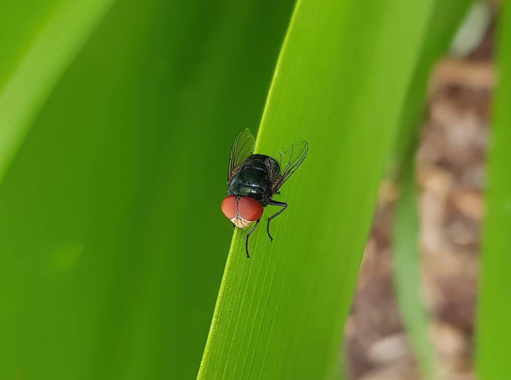 Steelblue Bluebottle (Chrysomya saffranea)