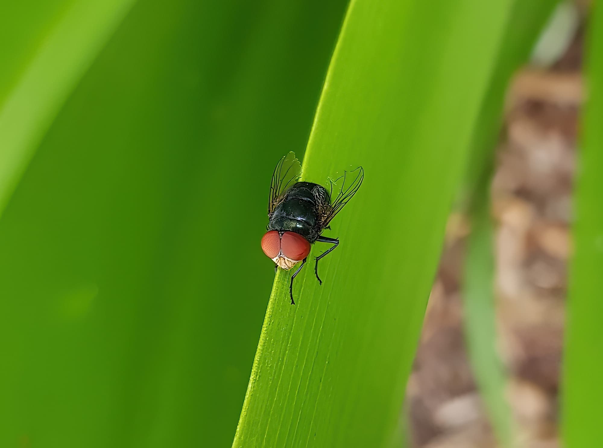 Steelblue Bluebottle (Chrysomya saffranea)