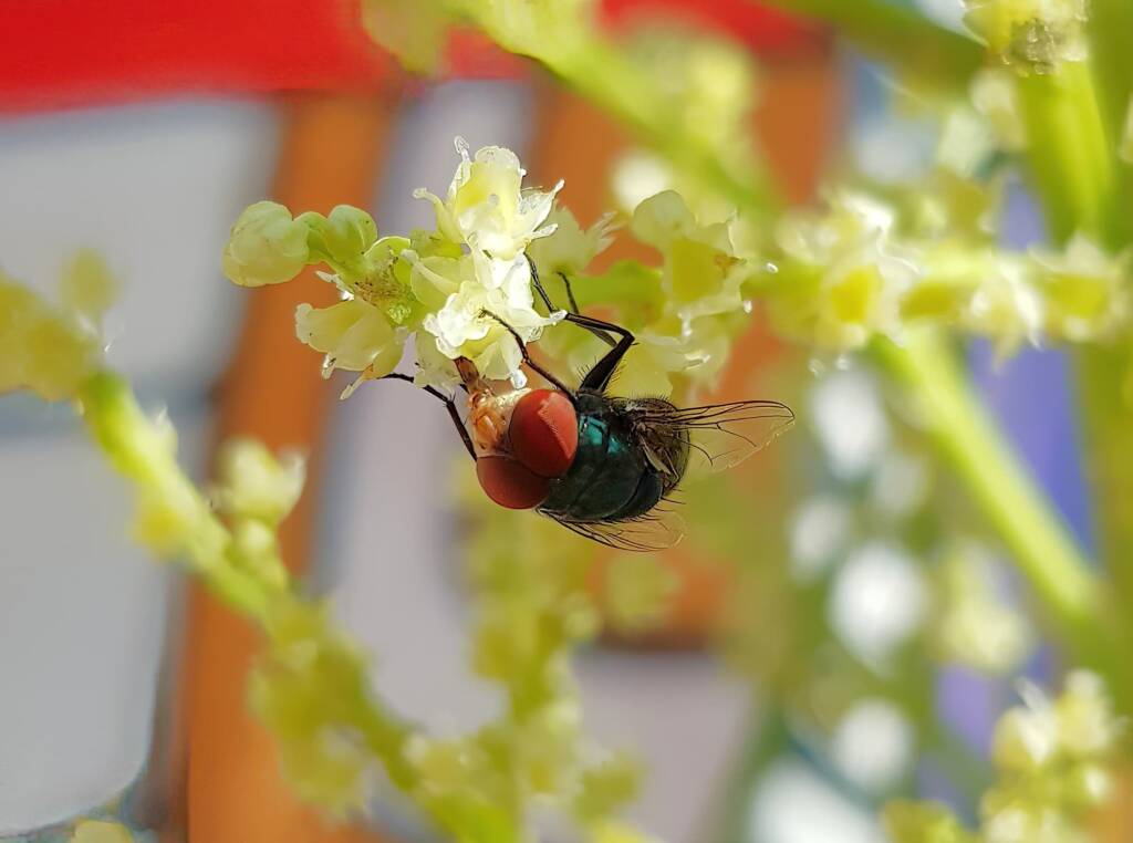 Steelblue Bluebottle (Chrysomya saffranea)