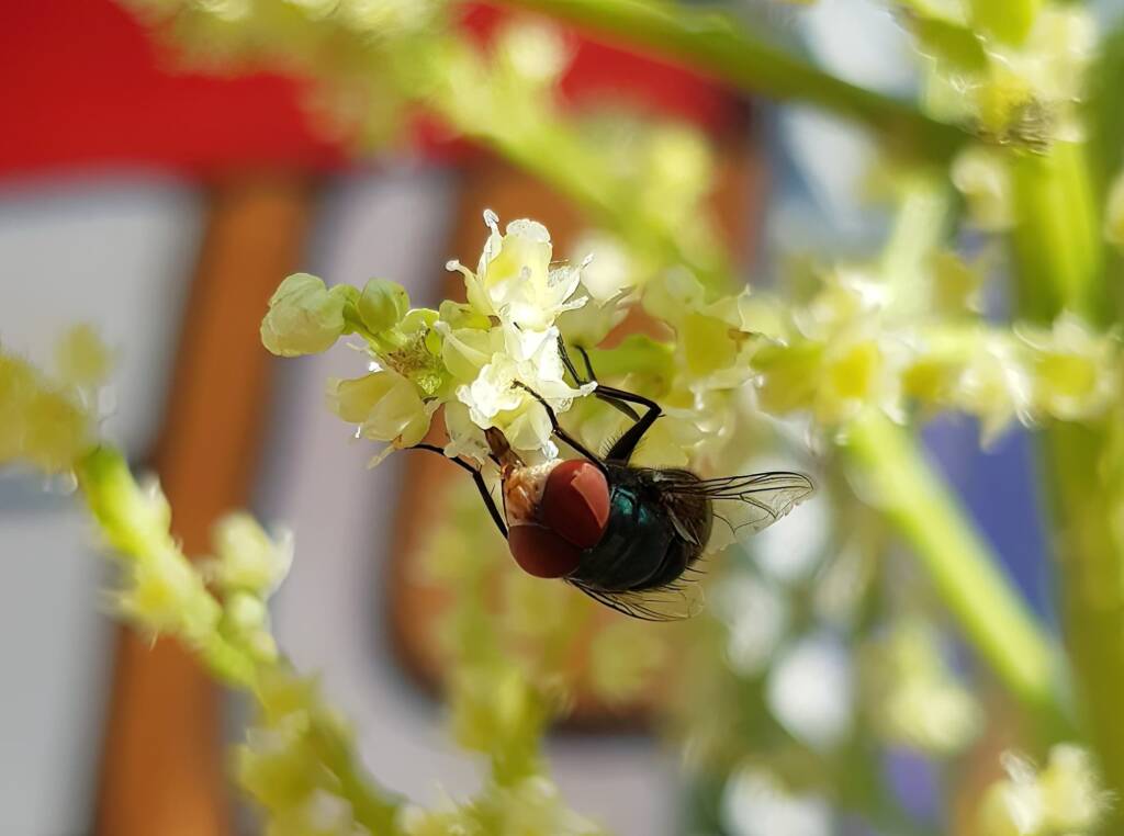 Steelblue Bluebottle (Chrysomya saffranea)