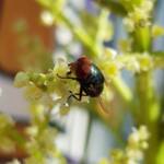 Steelblue Bluebottle (Chrysomya saffranea)