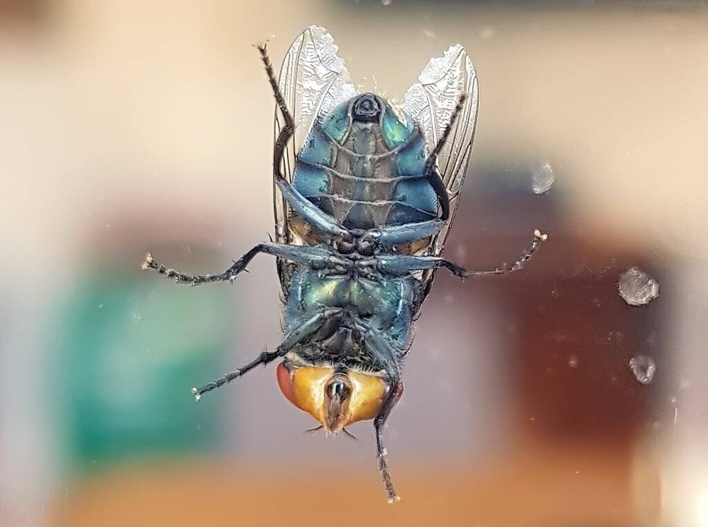Steelblue Bluebottle (Chrysomya saffranea)
