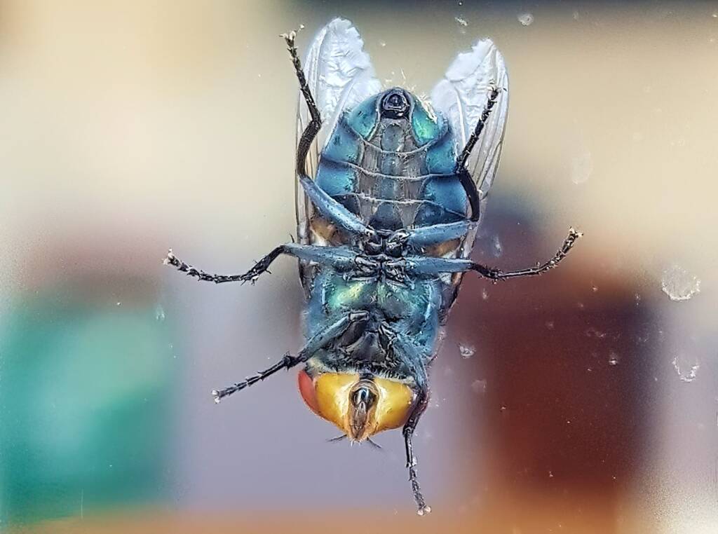 Steelblue Bluebottle (Chrysomya saffranea)