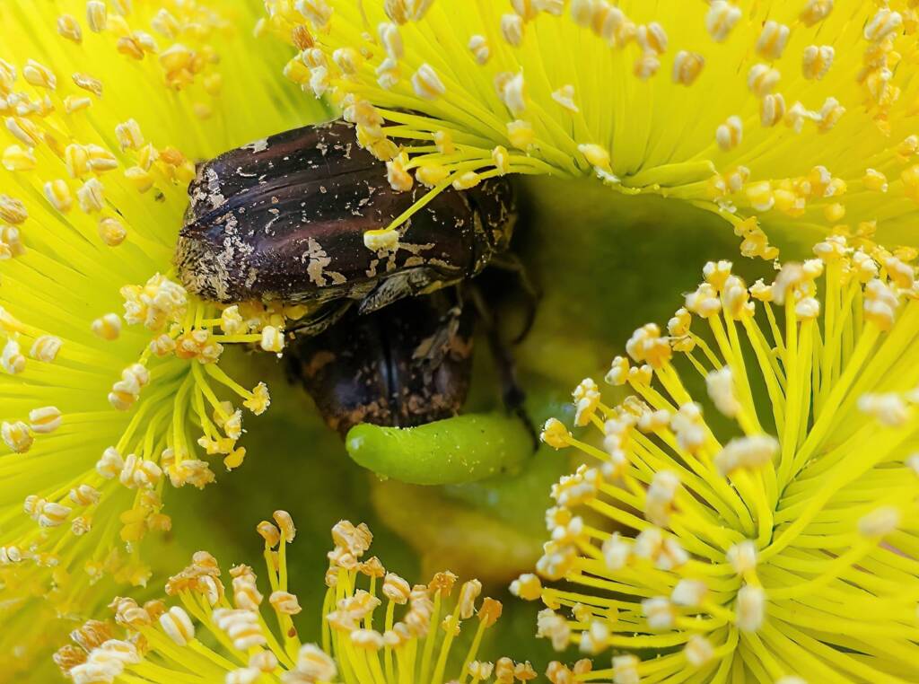 Mottled Flower Scarab (Protaetia fusca), Alice Springs, NT