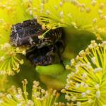 Mottled Flower Scarab (Protaetia fusca), Alice Springs, NT
