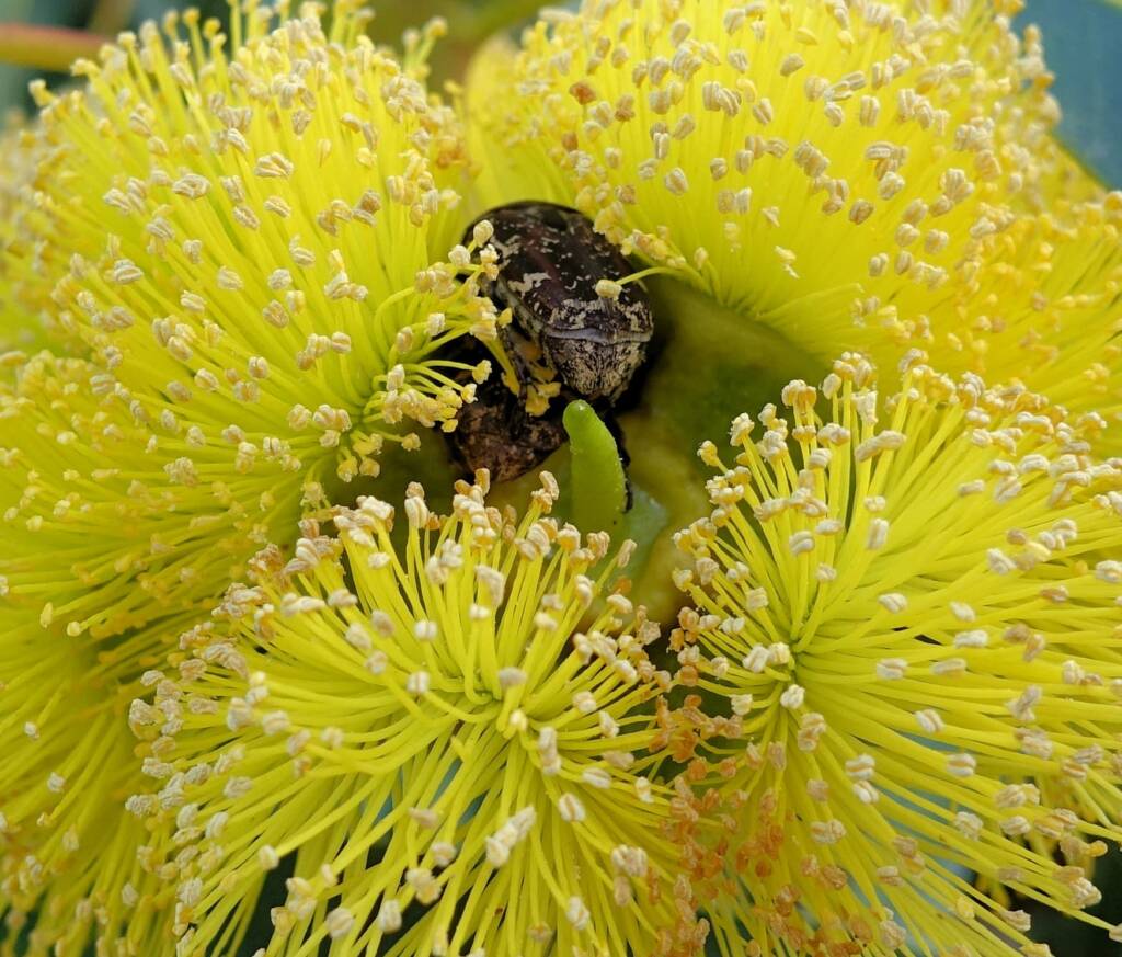 Mottled Flower Scarab (Protaetia fusca), Alice Springs, NT